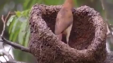 Building His Residence-(Nest)