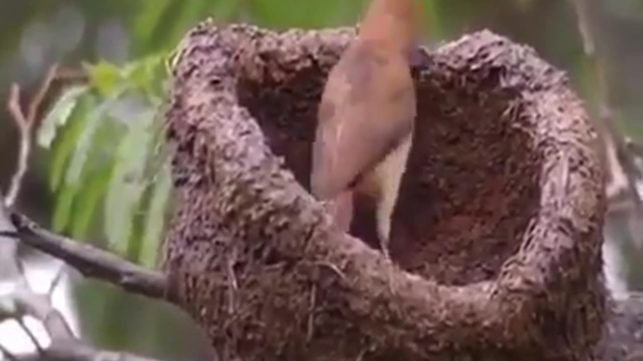 Building His Residence-(Nest)