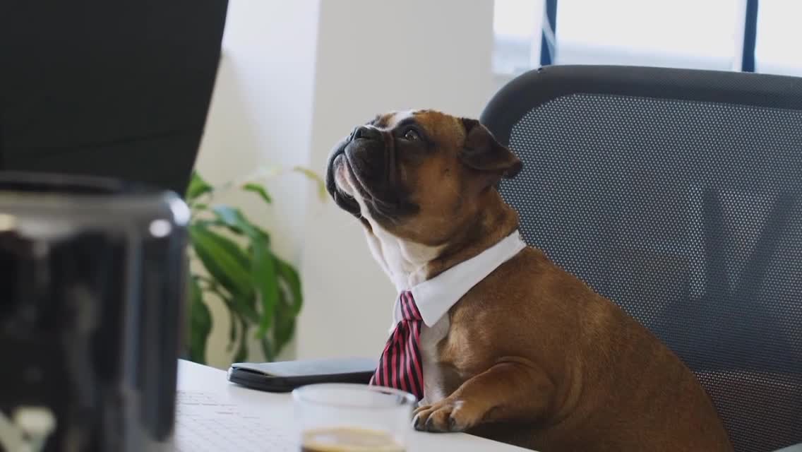 SAD DOG FAMILY HE IS WORK ON LAPTOP CUTE DOG FRIENDSHIP