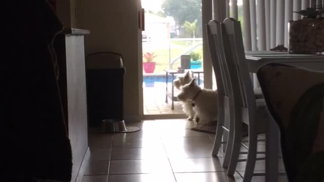 Excited Westie Wants Her Dad to See Something