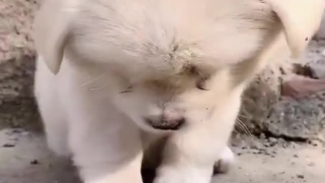 Cute Baby Dog Funny Animals