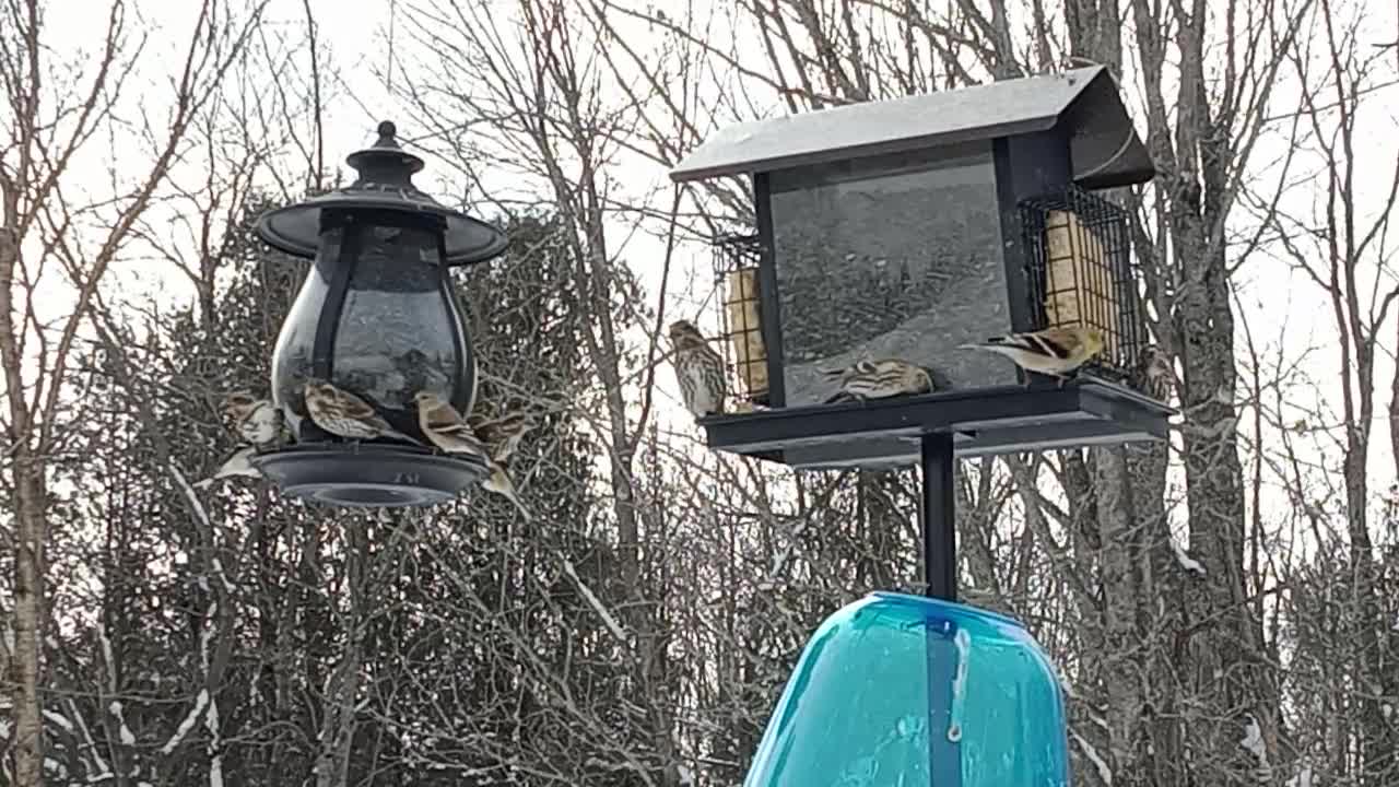 A short video of a mixed variety of birds in for their afternoon feeding