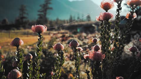 Beautiful flowers garden