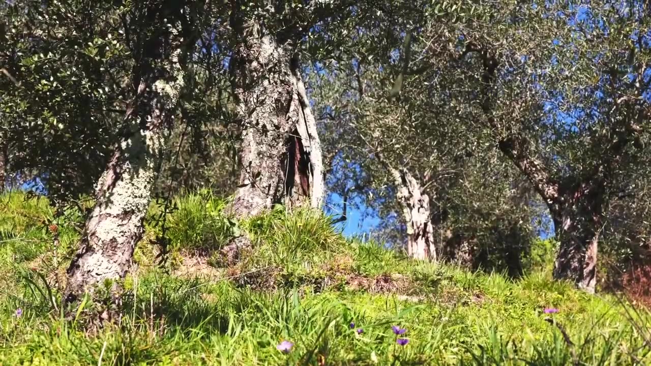 The Forci Estate