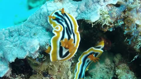 This sea snail is very beautiful to look at