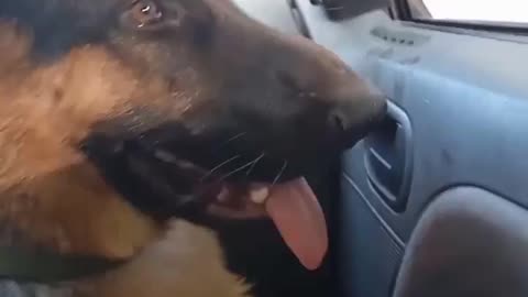 German Shepherd trip