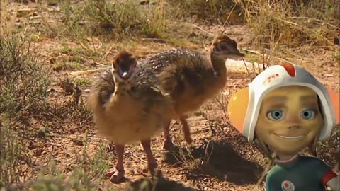 OSTRICH Animals For Kids | All Things Animal TV