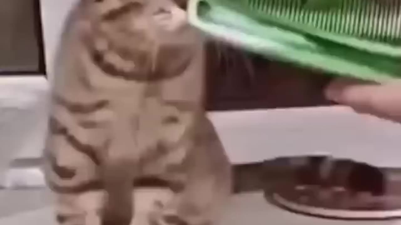 Funny animal video #shorts #funny