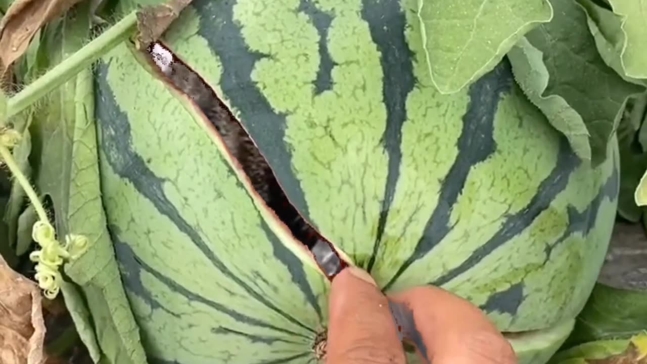 What about this watermelon？