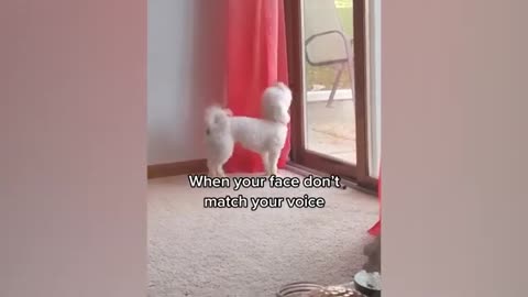 _funnyanimals