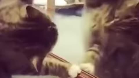 Sometime cat and dog frnd funny cats and dogs compilation😂Try not laugh-- Original voice -no music