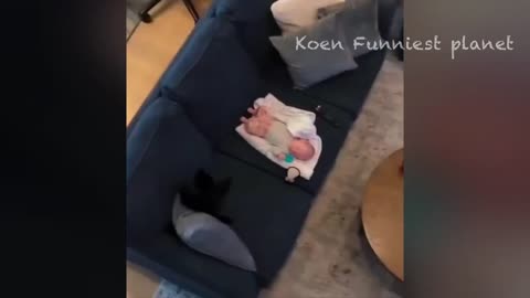 Funny Dogs and Cats Videos 2024😅