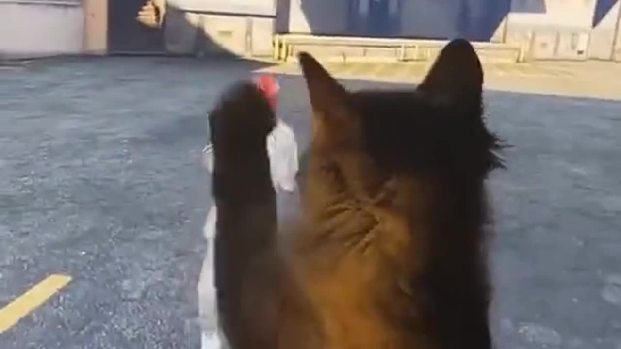Funny animals