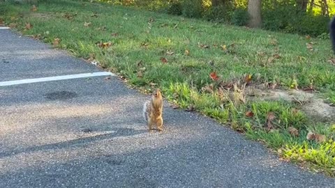 Greetings from Mr. Squirrel!