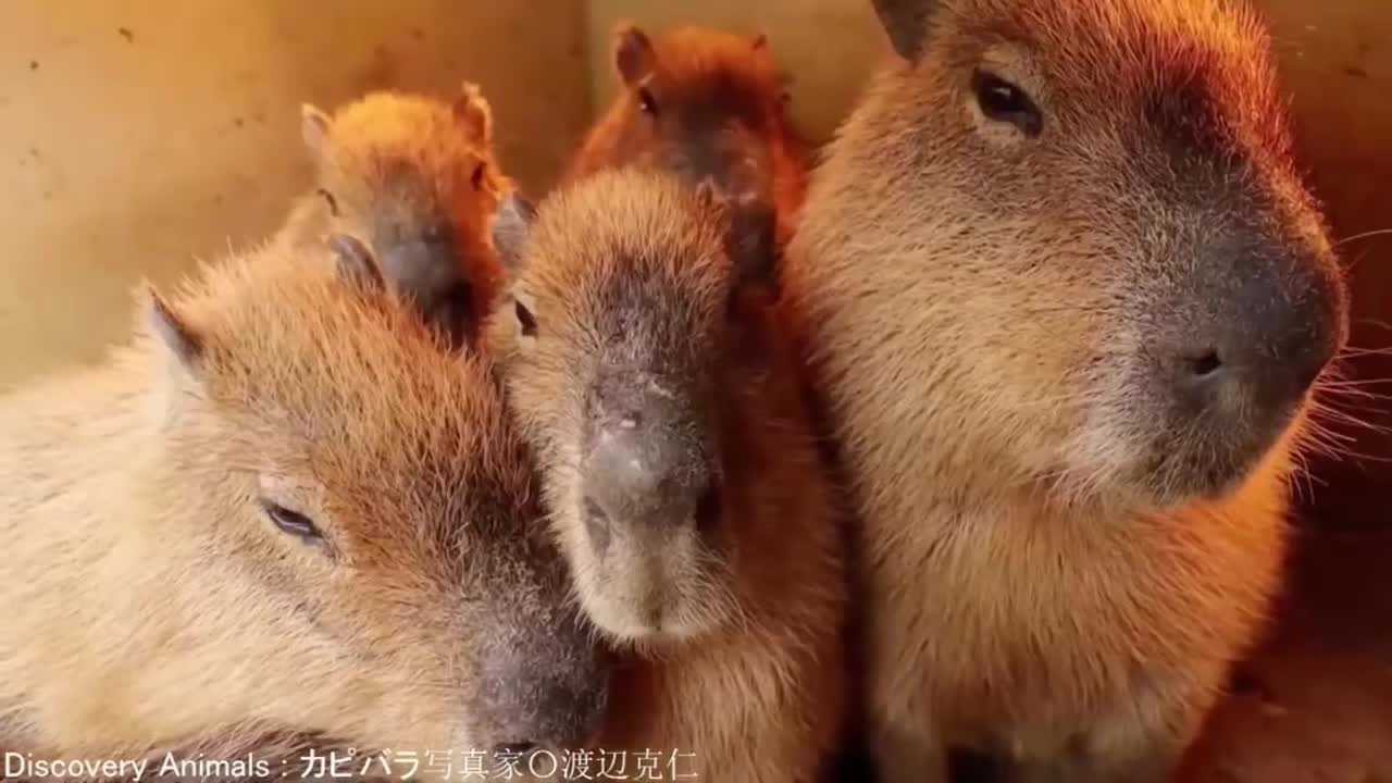 ok i pull up (capybara)