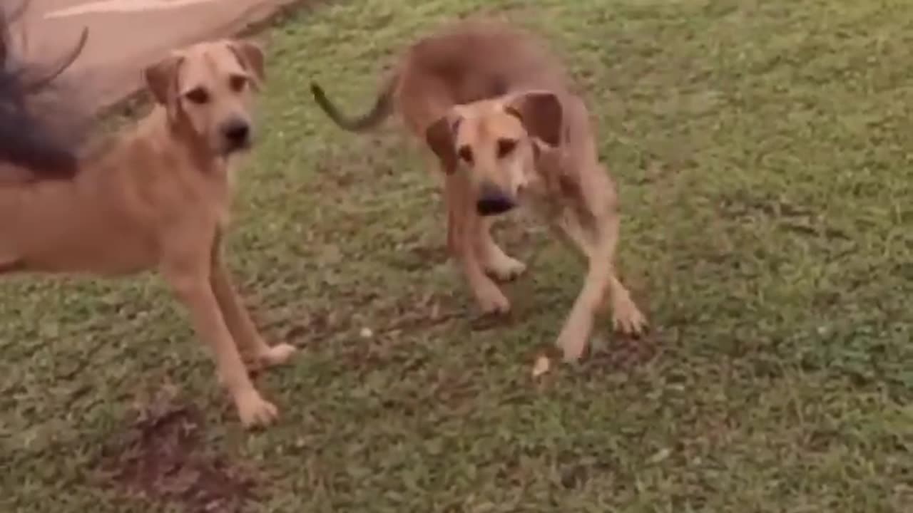 Funny video