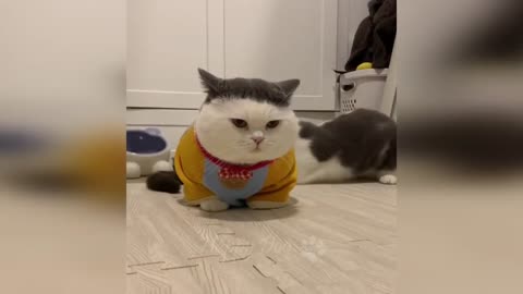 Funny cats and dogs fails