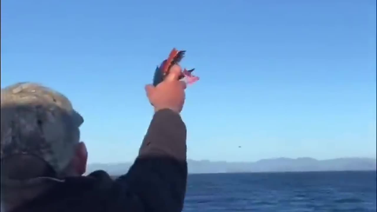 Eagle's Catching Skills