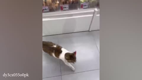 Funny cat video