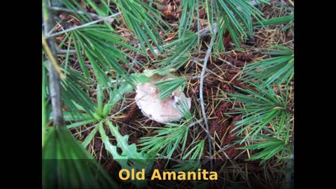 Mushroom photos: Gone Mushrooming Media.