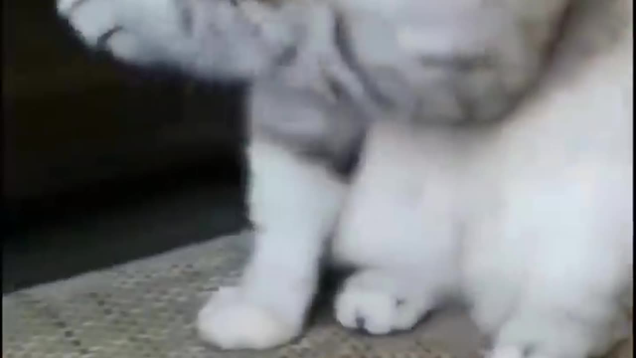 Funny video cat