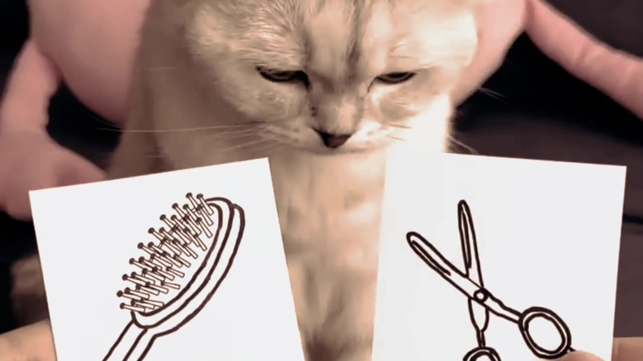 Cats funny.