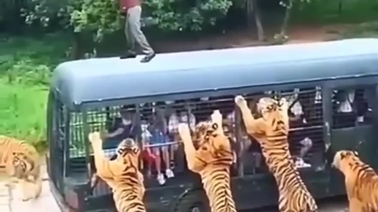 TIGERS