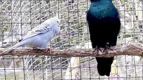 Budgie vs Starling 🤩🤩