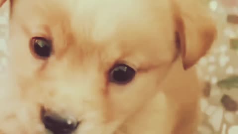 CUTE PUPPY