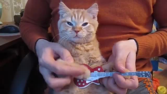 Cat playing guitar with man