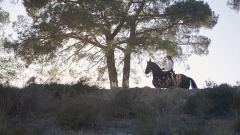 Wide shot of purebred horse and female rider on back walking on hill in sunset sunlight