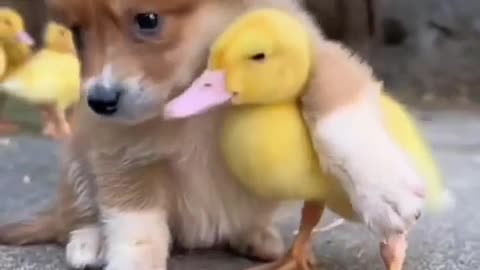 cute_kitten🐈_&_baby_chicken🐔_-_funny_animals_life😘❤️_#shorts(480p)