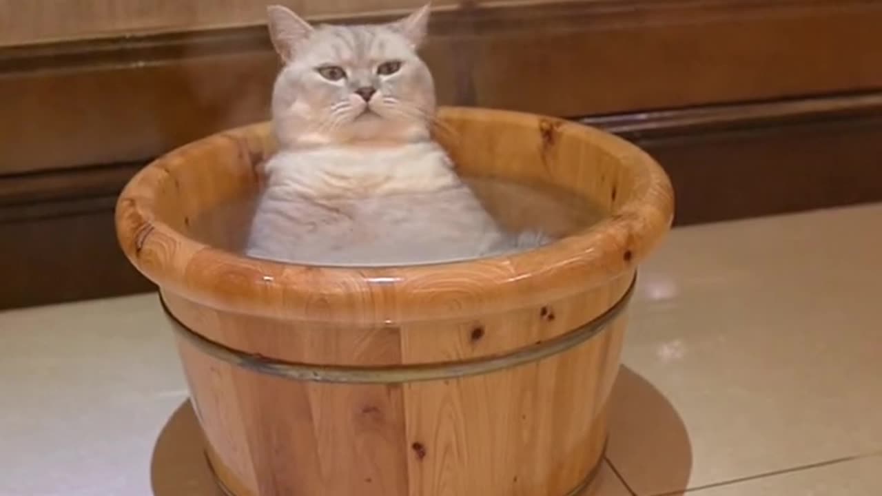 hot bath cat sauna