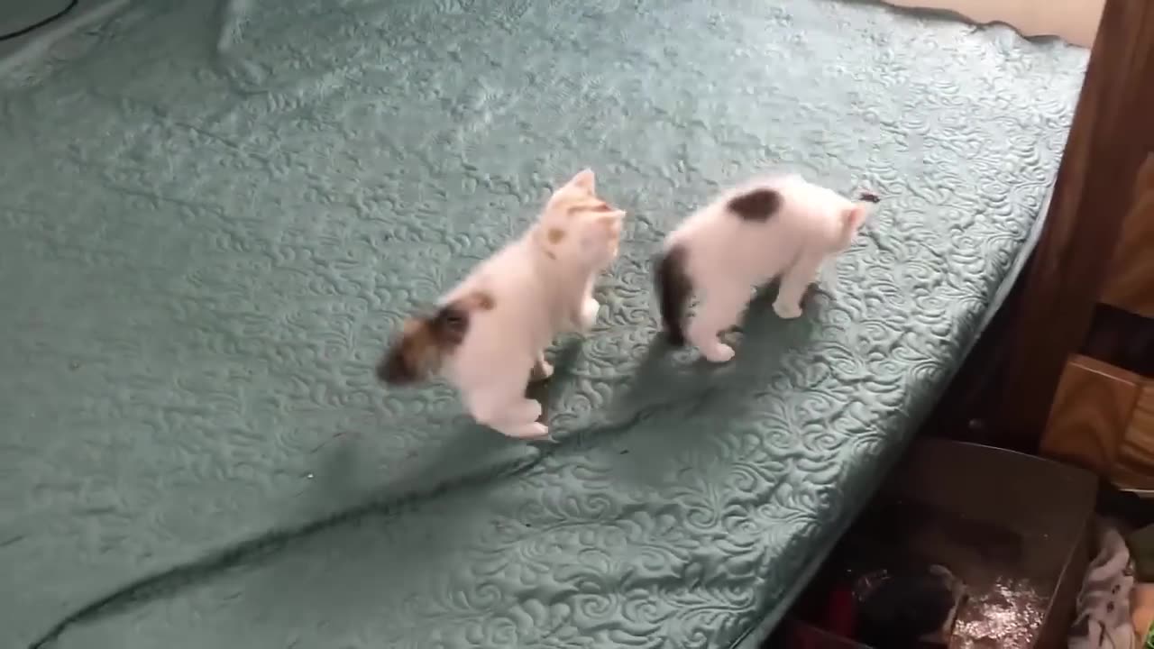 (Part-2) Cat ππΊπ Lovely πΉπ Family Enjoy π€ͺππ