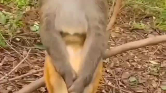 Cute monkey video