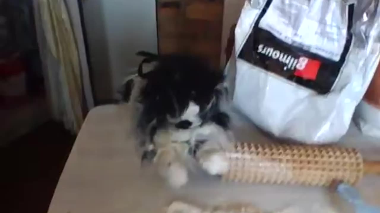 Kitty puppets' old-fashioned sugar cookies - part two