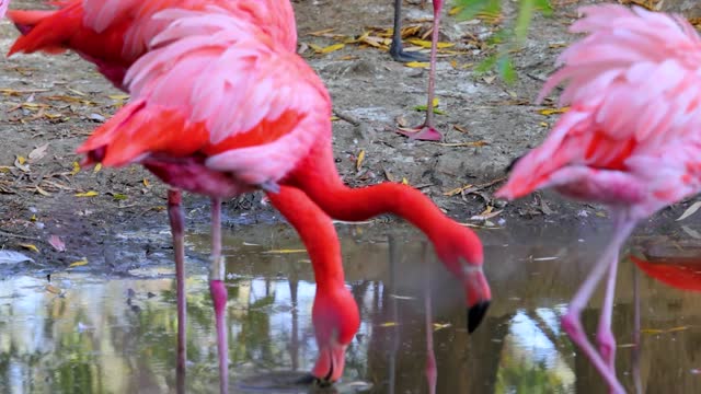 flamingos they are beautiful