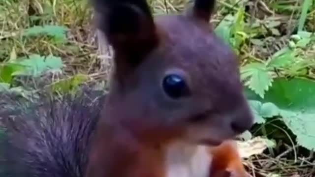 The squirrel broke down🐿️😳