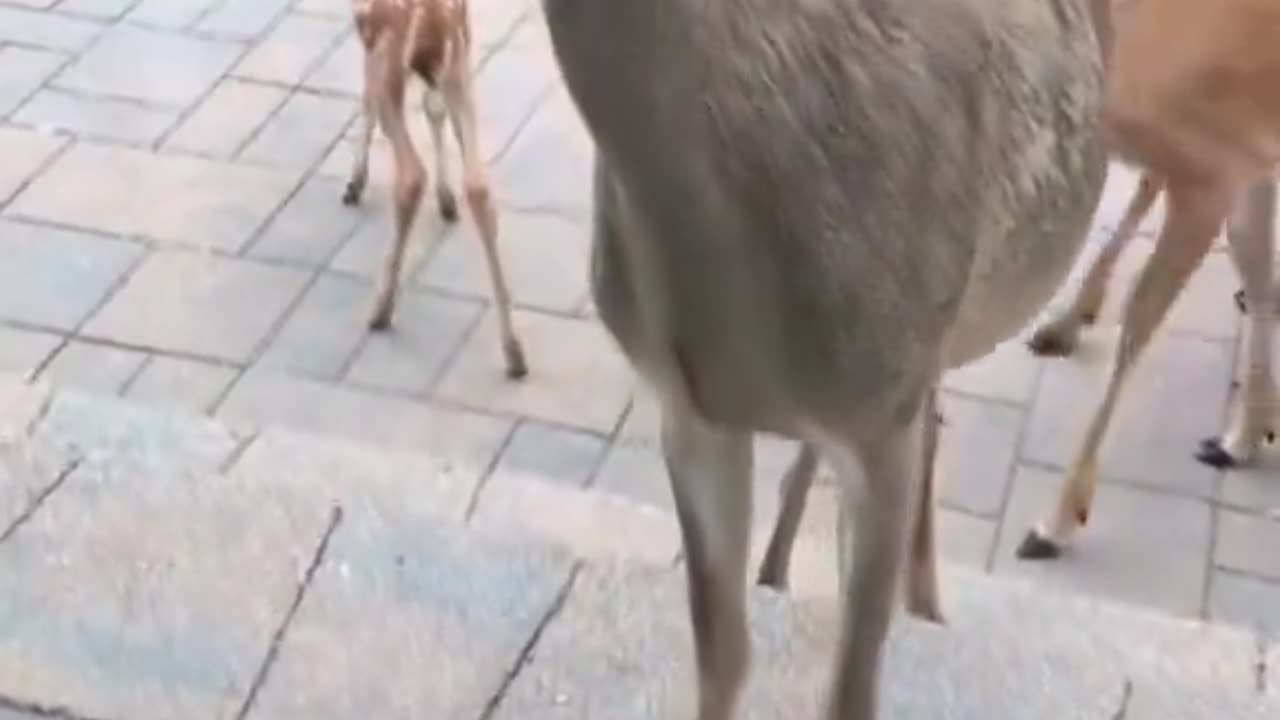 He rescued a fawn that had been shot by an arrow.