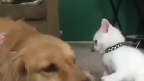 Cat and dog fight, they must have fallen in love with each other