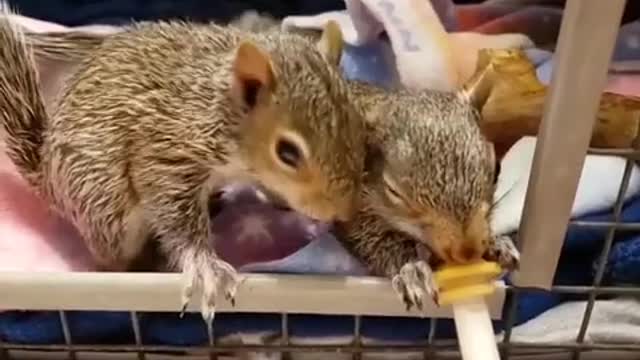 yt1s.com - funny animals funny animal videos funny animals fails laugh best funny videos Shorts