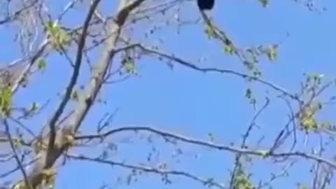 Crow singing takbeer