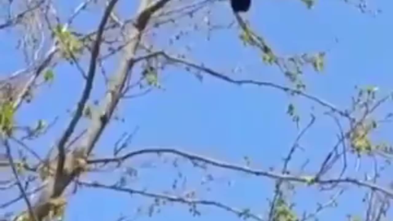 Crow singing takbeer