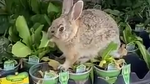 Just A Rabbit At Walmart