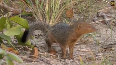 funny mongoose HANGING OUT