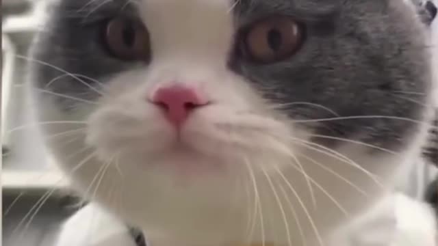 funny cats videos 2023 that looks like play and fun in home