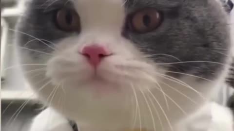 funny cats videos 2023 that looks like play and fun in home