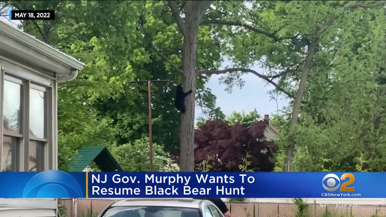 New Jersey poised to reinstate controversial bear hunt