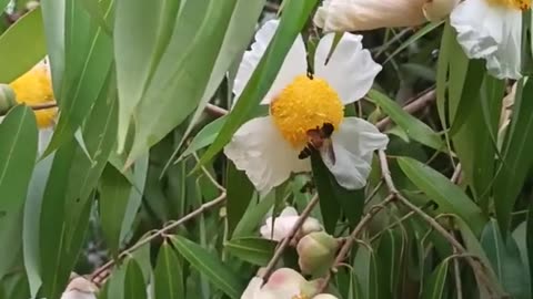 Ron collects bees