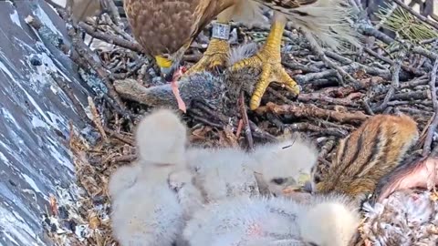 Cute baby kestrel family